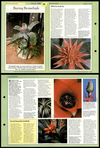 Buying bromeliads tips - buying,