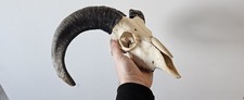 Beautiful Ram Skull taxidermy art craft tattoo Curio Sheep Skull film 