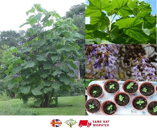 Princess empress foxglove tree - princess,