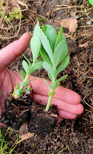 Sedum autumn joy rooted - 2x,