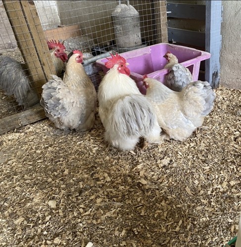 Incubator xporcelain pekin - 6,
