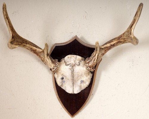 Beautiful 6ender red deer - beautiful,
