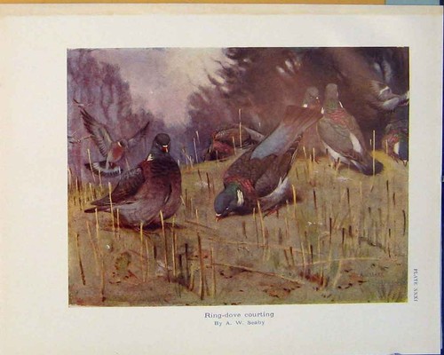 Original old antique print - old,