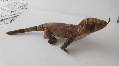 Corroborree brown lizard - brown,