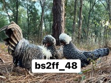 Cuckoo polish bantam - cuckoo,