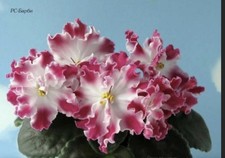 African Violet RS-Barbie- baby