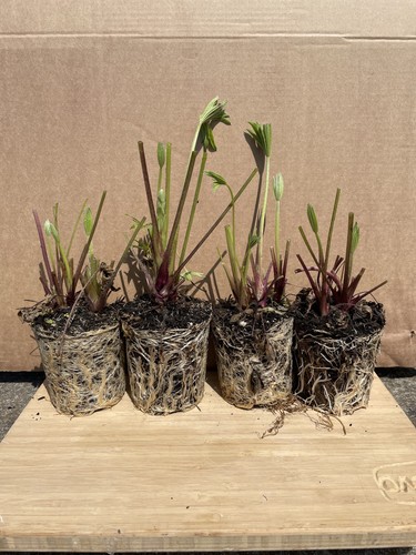 Lupin plants 9cm pots - in,