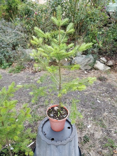 Blue douglas fir pseudotsuga - blue,