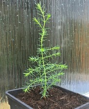 Chinese Weeping Cypress