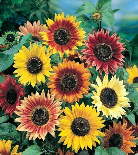 Sunflower autumn beauty - sunflower, 'autumn