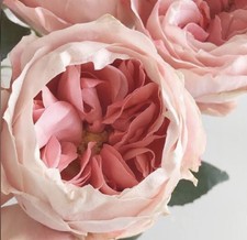 JAPANESE ROSE   PRINCESS