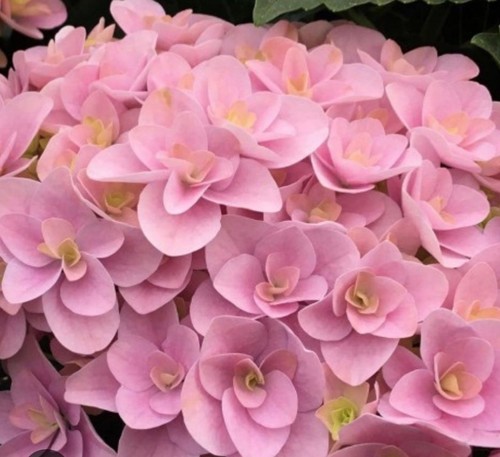 Hydrangea florentina 1 4 - hydrangea, m.