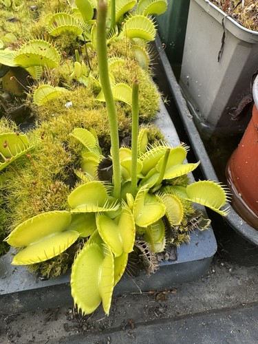 Carnivorous plant venus - carnivorous,