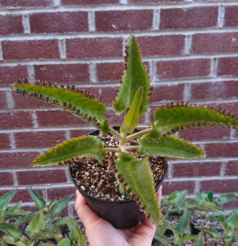 Kalanchoe mexican hat - kalanchoe,