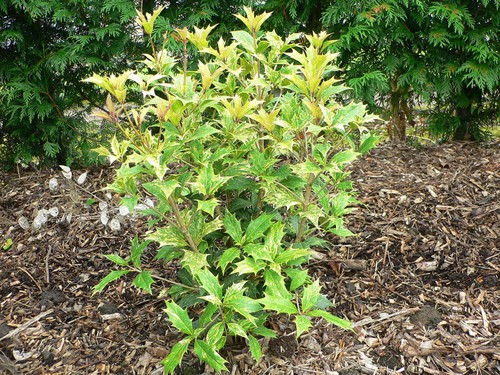 Osmanthus heterophyllus - osmanthus,