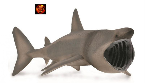 Basking shark marine sealife - basking,