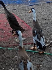 pure bred Indian runner duck
