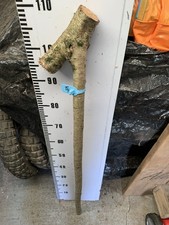 HAZEL SHANK WALKING STICK KNOB  Lot 16