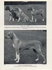 RHODESIAN RIDGEBACK NAMED DOGS OLD 1934 DOG PRINT
