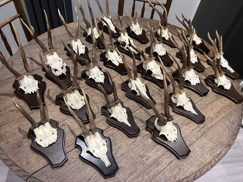 Taxidermy roe deer skull - roe,