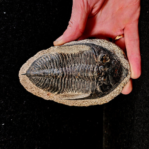 Large hollardops mesocristate - large,