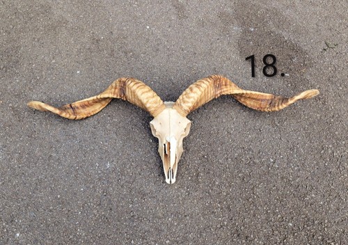 Valais blacknose ram skull - blacknose,