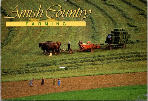 Amish country farming horse - farming,