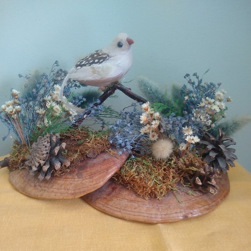 Vintage tree fungus shelf - 2,