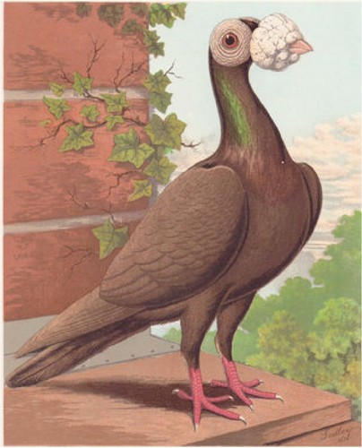 Carrier pigeon print color - on,
