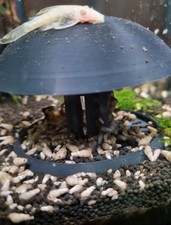 Fish tank |Freshwater |snail