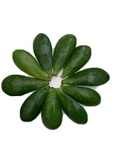 Jade Money Plant Crassula Ovata x10 Fresh Leaf Cuttings 