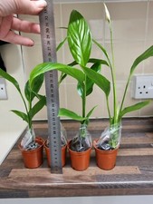 Peace Lily Spathiphyllum spp