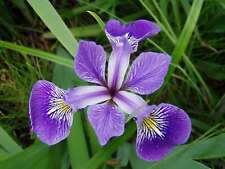 Iris versicolor (Blue flag or