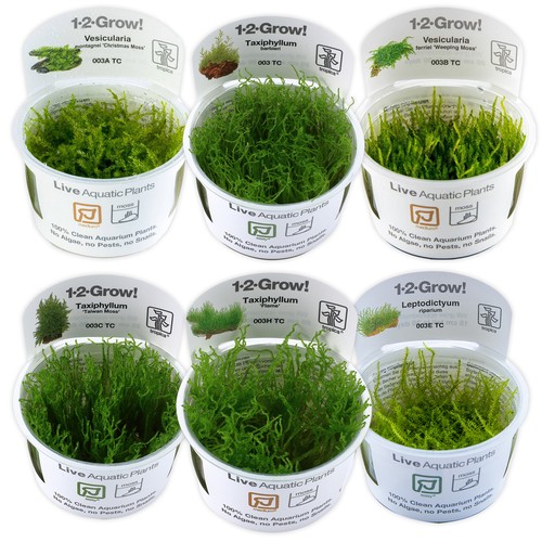 Tropica live moss plants - live,