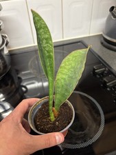 Sansevieria Masoniana Victoria