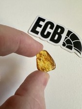 Baltic amber with - amber,