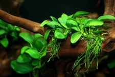 Anubias nana petite - "petite", aquatic