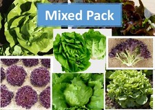 Mixed Pack Salad Plug Plants