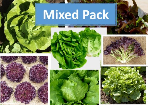 Mixed pack salad plug - mixed,