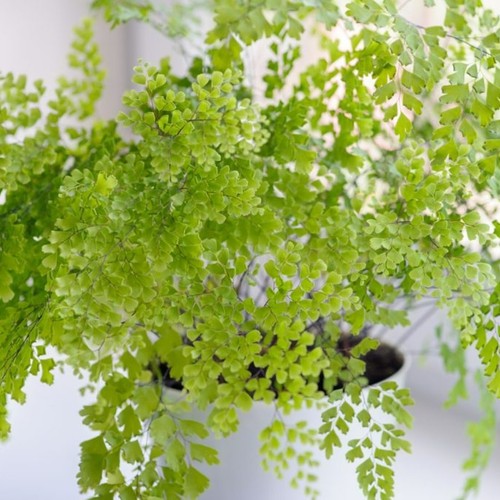 Maidenhair fern indoor plant - fern,