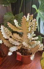 Euphorbia Lactea “White