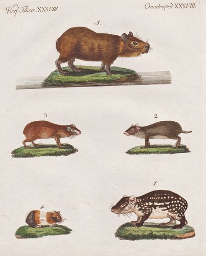 Guinea pig paka - guinea, savien