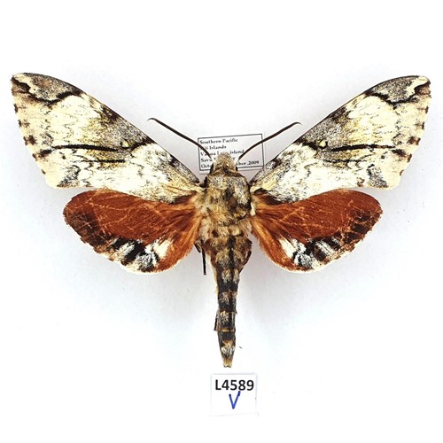 Sphingidae psilogramma - sphingidae,,