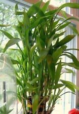 Lucky Bamboo Plant : Cuttings