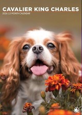 2026 A3 CAVALIER KING CHARLES