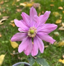 Japanese anemone ‘prince heinrich’ 9cm pot