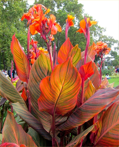 Canna lily durban - canna, 1