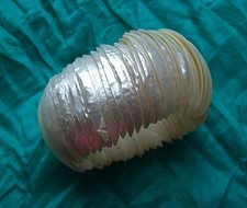 Real white mother of pearl