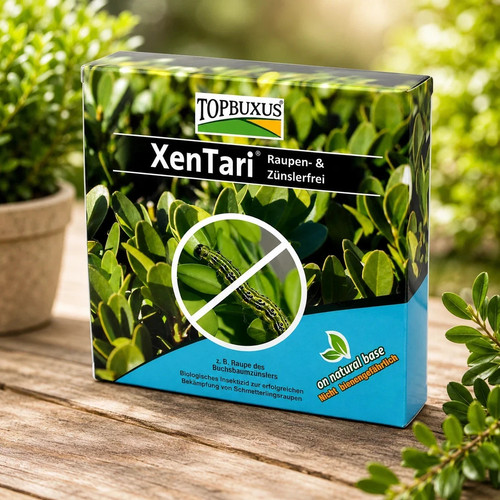 Topbuxus xentari box tree - box,