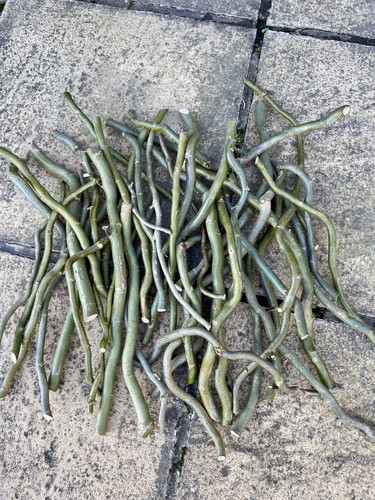 Corkscrew willow salix - corkscrew, (salix